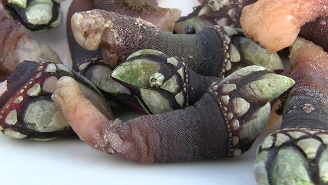 Trông gớm ghiếc như ngón tay quỷ, ai ngờ bán 4 triệu đồng/kg - 4 Trông gớm ghiếc như ngón tay quỷ, ai ngờ bán 4 triệu đồng/kg - 4