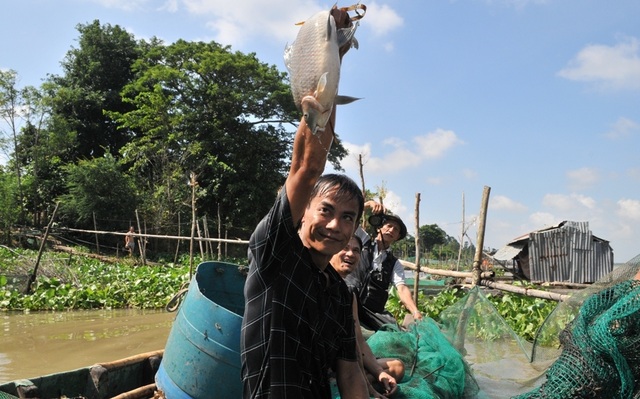 Du khách “đã mắt” với cảnh dỡ chà bắt cá của dân miền Tây - 12 Du khách “đã mắt” với cảnh dỡ chà bắt cá của dân miền Tây - 12