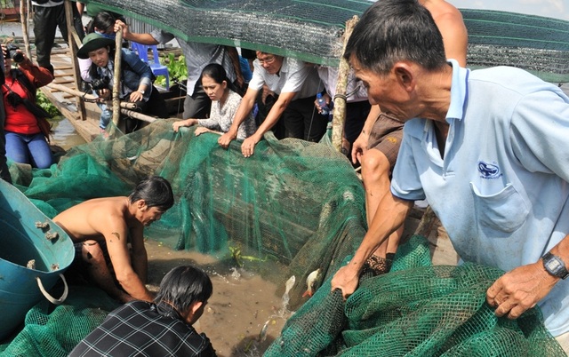 Du khách “đã mắt” với cảnh dỡ chà bắt cá của dân miền Tây - 7 Du khách “đã mắt” với cảnh dỡ chà bắt cá của dân miền Tây - 7