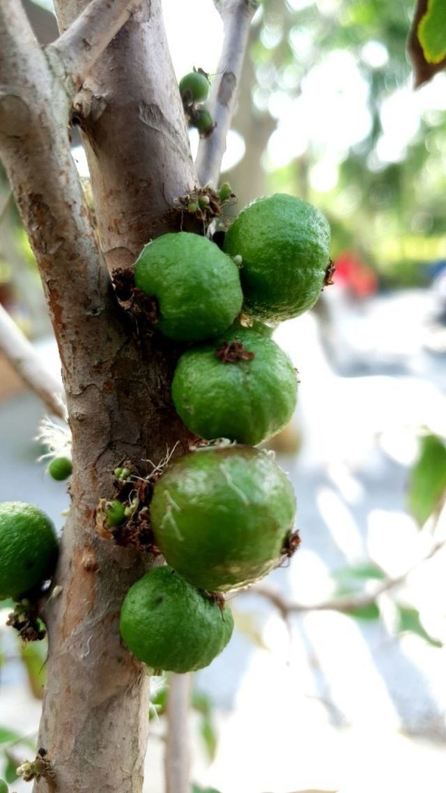Bán cây nho lạ có quả mọc từ thân, giá 3 triệu đồng vẫn “cháy hàng” - 1 Bán cây nho lạ có quả mọc từ thân, giá 3 triệu đồng vẫn “cháy hàng” - 1