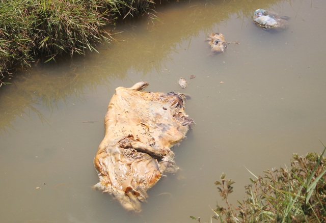 Xác heo chết nổi trên kênh ở Quảng Nam