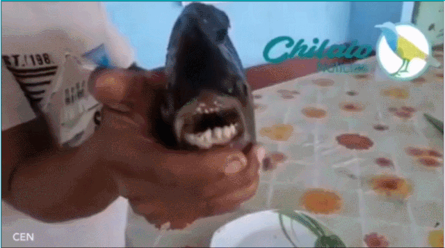 Bắt được loài cá kì lạ có hàm răng giống loài người - 2