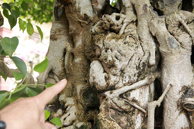 Sanh cổ có rễ như củ nhân sâm, khách trả 100 cây vàng chủ nhân vẫn lắc đầu - 14 Sanh cổ có rễ như củ nhân sâm, khách trả 100 cây vàng chủ nhân vẫn lắc đầu - 14