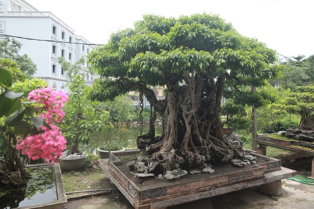 Sanh cổ có rễ như củ nhân sâm, khách trả 100 cây vàng chủ nhân vẫn lắc đầu - 16 Sanh cổ có rễ như củ nhân sâm, khách trả 100 cây vàng chủ nhân vẫn lắc đầu - 16