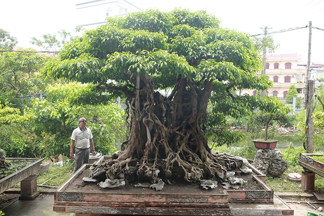 Sanh cổ có rễ như củ nhân sâm, khách trả 100 cây vàng chủ nhân vẫn lắc đầu - 19 Sanh cổ có rễ như củ nhân sâm, khách trả 100 cây vàng chủ nhân vẫn lắc đầu - 19