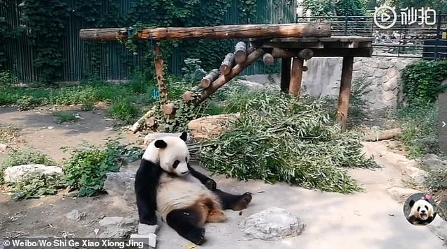 Phẫn nộ cảnh du khách Trung Quốc ném đá bắt gấu trúc đứng dậy