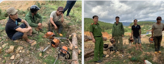 Ngang nhiên mang cưa máy triệt hạ rừng thông để chiếm đất - 1 Ngang nhiên mang cưa máy triệt hạ rừng thông để chiếm đất - 1