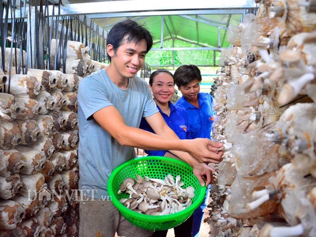 Kiên Giang: Bỏ việc thành phố về quê trồng nấm bào ngư Nhật Bản - 1 Kiên Giang: Bỏ việc thành phố về quê trồng nấm bào ngư Nhật Bản - 1