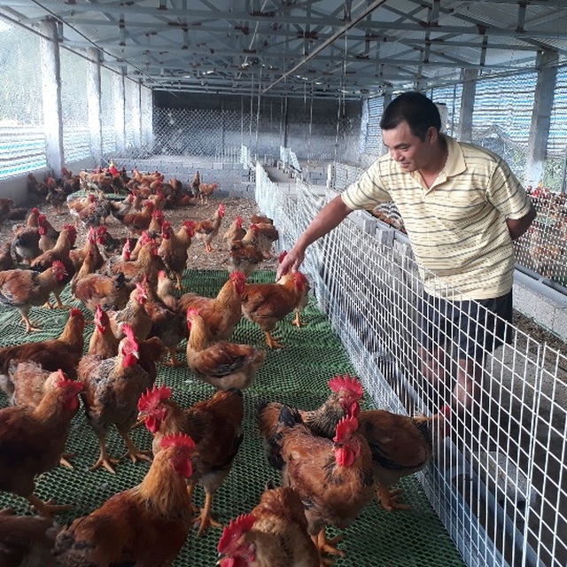 Mãn hạn tù về nuôi gà Trung Quốc, cứ bán 1 lứa lãi gần 50 triệu đồng - 1 Mãn hạn tù về nuôi gà Trung Quốc, cứ bán 1 lứa lãi gần 50 triệu đồng - 1