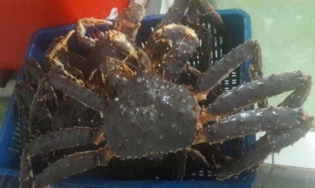 Tu hài khổng lồ, cua dài cả mét: Đại gia không tiếc tiền mua về thưởng thức - 6 Tu hài khổng lồ, cua dài cả mét: Đại gia không tiếc tiền mua về thưởng thức - 6