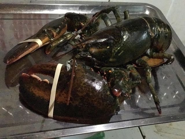Tu hài khổng lồ, cua dài cả mét: Đại gia không tiếc tiền mua về thưởng thức - 4 Tu hài khổng lồ, cua dài cả mét: Đại gia không tiếc tiền mua về thưởng thức - 4