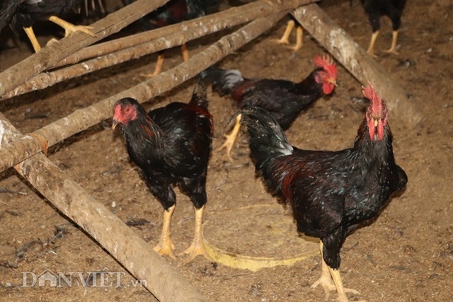Làm giàu khác người: Một nghề thì sống, đống nghề...thành tỷ phú - 3 Làm giàu khác người: Một nghề thì sống, đống nghề...thành tỷ phú - 3