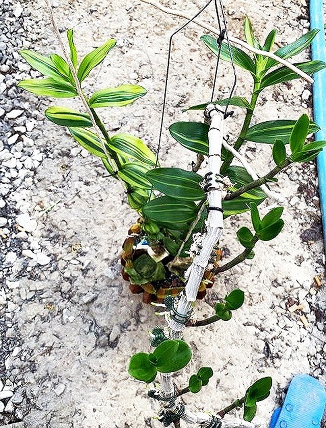 Người bán chậu lan Giả hạc 5 tỷ đồng phải nộp thuế bao nhiêu? - 1 Người bán chậu lan Giả hạc 5 tỷ đồng phải nộp thuế bao nhiêu? - 1
