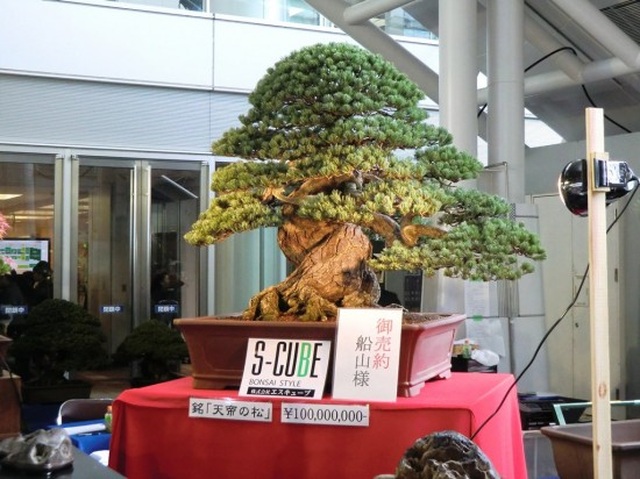 Kích thước nhỏ, tại sao Bonsai luôn dẫn đầu về giá trong thế giới cây cảnh? - 1 Kích thước nhỏ, tại sao Bonsai luôn dẫn đầu về giá trong thế giới cây cảnh? - 1