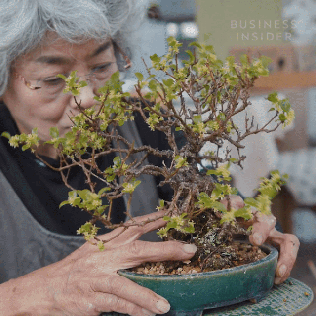 Kích thước nhỏ, tại sao Bonsai luôn dẫn đầu về giá trong thế giới cây cảnh? - 3 Kích thước nhỏ, tại sao Bonsai luôn dẫn đầu về giá trong thế giới cây cảnh? - 3