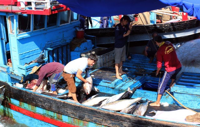 Phú Yên: 145 tàu cá nằm bờ giữa mùa cá ngừ vì ...chiều dài dưới 15 m - 2 Phú Yên: 145 tàu cá nằm bờ giữa mùa cá ngừ vì ...chiều dài dưới 15 m - 2
