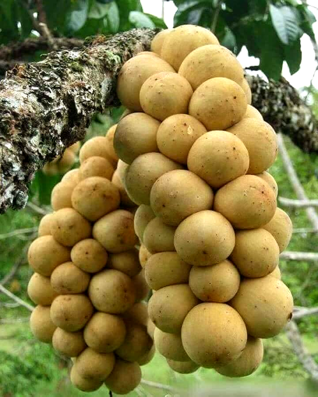 Khám phá làng cổ Hội An ở miền núi Quảng Nam Khám phá làng cổ Hội An ở miền núi Quảng Nam
