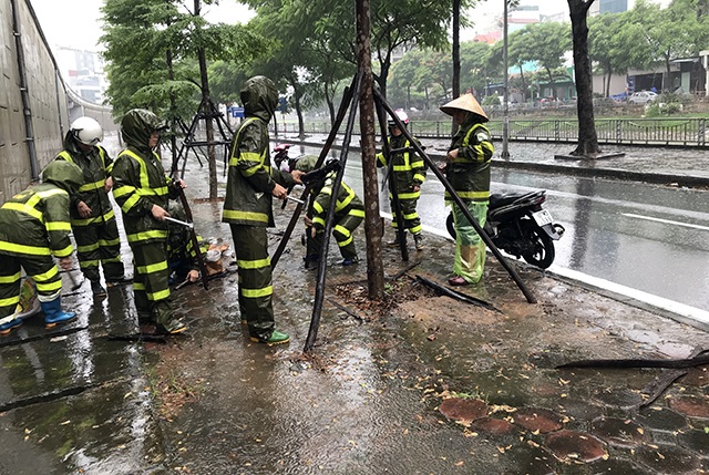 Hà Nội: Được “trợ lực” bởi khung thép, hàng loạt cây xanh vẫn bị quật đổ - 6 Hà Nội: Được “trợ lực” bởi khung thép, hàng loạt cây xanh vẫn bị quật đổ - 6