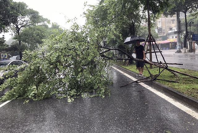 Hà Nội: Được “trợ lực” bởi khung thép, hàng loạt cây xanh vẫn bị quật đổ - 3 Hà Nội: Được “trợ lực” bởi khung thép, hàng loạt cây xanh vẫn bị quật đổ - 3