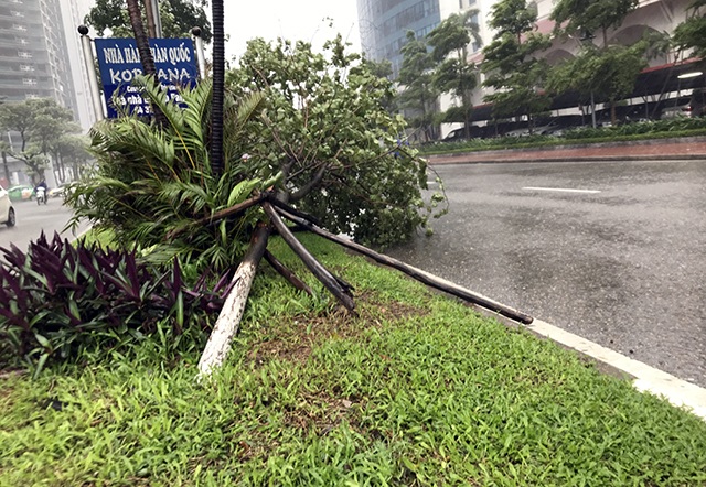 Hà Nội: Được “trợ lực” bởi khung thép, hàng loạt cây xanh vẫn bị quật đổ - 4 Hà Nội: Được “trợ lực” bởi khung thép, hàng loạt cây xanh vẫn bị quật đổ - 4