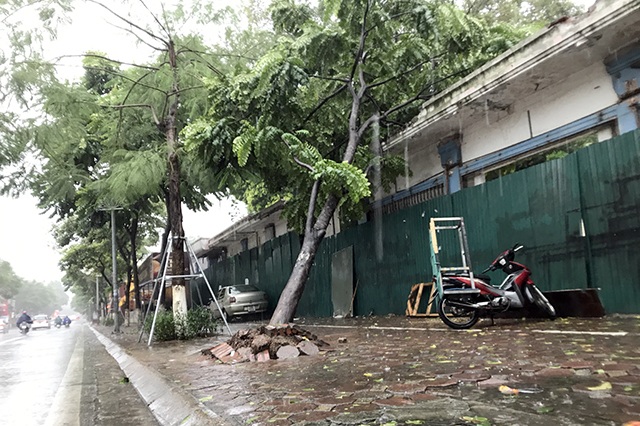 Hà Nội: Được “trợ lực” bởi khung thép, hàng loạt cây xanh vẫn bị quật đổ - 8 Hà Nội: Được “trợ lực” bởi khung thép, hàng loạt cây xanh vẫn bị quật đổ - 8