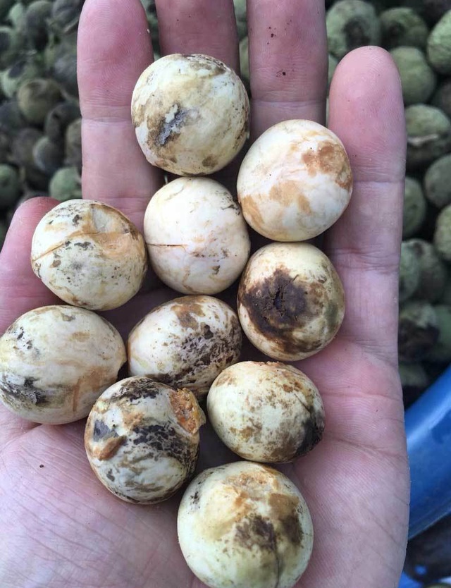 Quả rừng lạ về Hà Thành, đặc sản màu đen nấu bát canh mất 1 tiếng - 2 Quả rừng lạ về Hà Thành, đặc sản màu đen nấu bát canh mất 1 tiếng - 2