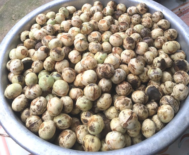 Quả rừng lạ về Hà Thành, đặc sản màu đen nấu bát canh mất 1 tiếng - 4 Quả rừng lạ về Hà Thành, đặc sản màu đen nấu bát canh mất 1 tiếng - 4
