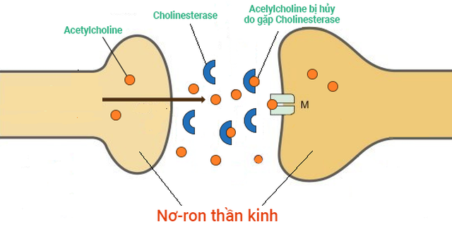Lohha Trí Não giúp gì cho người cao tuổi bị teo não, sa sút trí tuệ? - 2 Lohha Trí Não giúp gì cho người cao tuổi bị teo não, sa sút trí tuệ? - 2