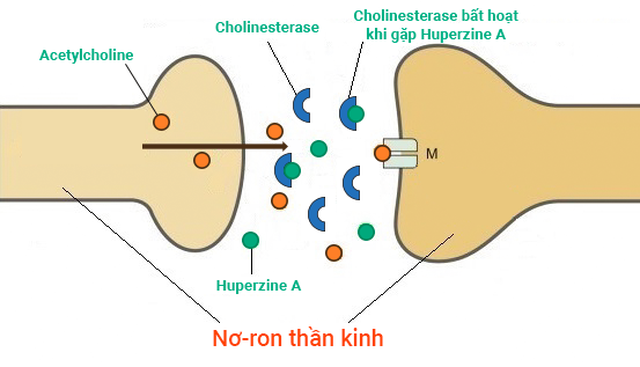 Lohha Trí Não giúp gì cho người cao tuổi bị teo não, sa sút trí tuệ? - 3 Lohha Trí Não giúp gì cho người cao tuổi bị teo não, sa sút trí tuệ? - 3