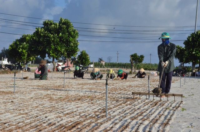 Đảo Lý Sơn: Đất nông nghiệp bị thổi giá gấp 20 - 30 lần - 1 Đảo Lý Sơn: Đất nông nghiệp bị thổi giá gấp 20 - 30 lần - 1