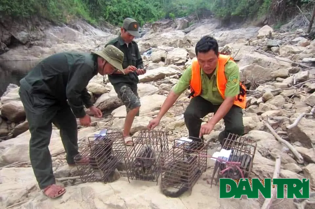 Thả nhiều động vật hoang dã quý hiếm về tự nhiên - 1 Thả nhiều động vật hoang dã quý hiếm về tự nhiên - 1