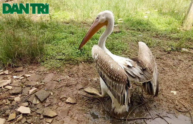 Thả nhiều động vật hoang dã quý hiếm về tự nhiên - 2 Thả nhiều động vật hoang dã quý hiếm về tự nhiên - 2