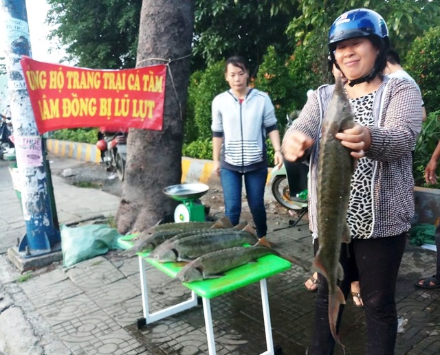 Dân TPHCM “đổ xô” mua cá tầm 100.000 đồng/kg ủng hộ người nuôi cá vùng lũ - 1 Dân TPHCM “đổ xô” mua cá tầm 100.000 đồng/kg ủng hộ người nuôi cá vùng lũ - 1