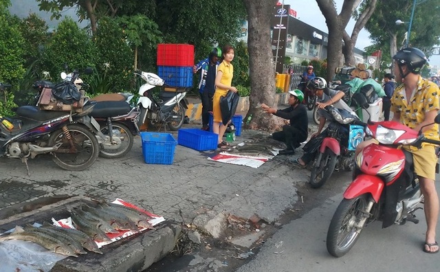 Dân TPHCM “đổ xô” mua cá tầm 100.000 đồng/kg ủng hộ người nuôi cá vùng lũ - 4 Dân TPHCM “đổ xô” mua cá tầm 100.000 đồng/kg ủng hộ người nuôi cá vùng lũ - 4
