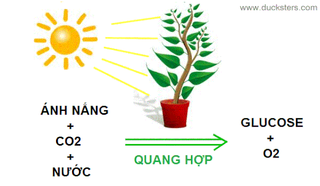 Quang Hợp: Khám Phá Quá Trình Sinh Học Quan Trọng của Thực Vật