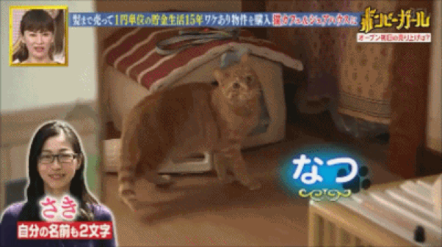 Hiện tại cô đã nghỉ làm và mở quán cà phê mèo ở Nhật Bản.