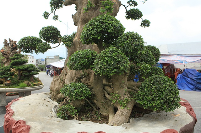 Tuyệt phẩm duối cổ “Gia đình sum vầy” cao 4m, giá hơn 10 tỷ đồng - 15 Tuyệt phẩm duối cổ “Gia đình sum vầy” cao 4m, giá hơn 10 tỷ đồng - 15