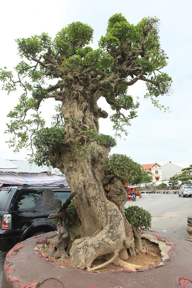 Tuyệt phẩm duối cổ “Gia đình sum vầy” cao 4m, giá hơn 10 tỷ đồng - 2 Tuyệt phẩm duối cổ “Gia đình sum vầy” cao 4m, giá hơn 10 tỷ đồng - 2