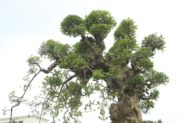 Tuyệt phẩm duối cổ “Gia đình sum vầy” cao 4m, giá hơn 10 tỷ đồng - 8 Tuyệt phẩm duối cổ “Gia đình sum vầy” cao 4m, giá hơn 10 tỷ đồng - 8
