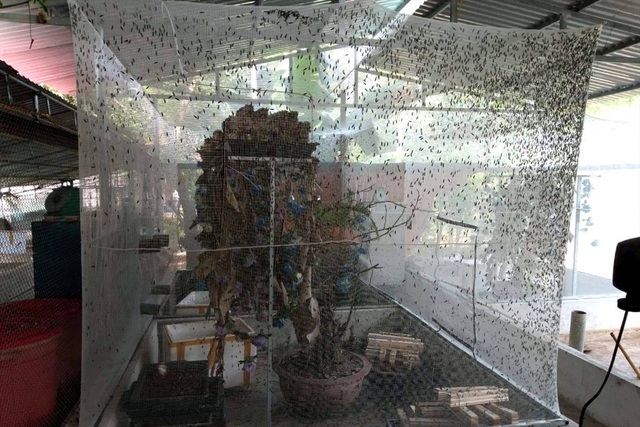 Nông dân Thanh Hóa lãi lớn nhờ... nuôi ruồi đẻ trứng vàng - 1 Nông dân Thanh Hóa lãi lớn nhờ... nuôi ruồi đẻ trứng vàng - 1