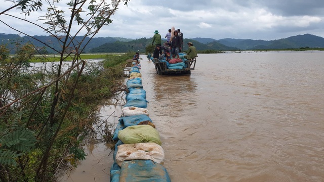 Vỡ đê, 1.000 ha lúa chìm trong biển nước - 3 Vỡ đê, 1.000 ha lúa chìm trong biển nước - 3