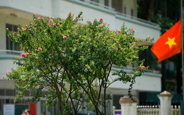 Con đường hoa tường vi nở hồng lãng mạn ở Hà Nội - 8 Con đường hoa tường vi nở hồng lãng mạn ở Hà Nội - 8