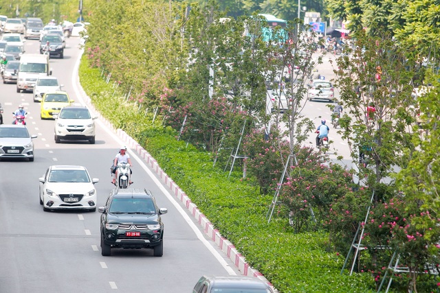 Con ÄÆ°á»ng hoa tÆ°á»ng vi ná» há»ng lÃ£ng máº¡n á» HÃ  Ná»i - 1