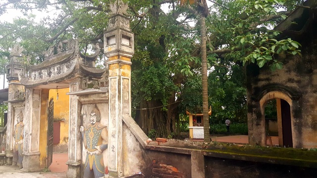 Khách thập phương đổ về chiêm ngưỡng cây đa - gạo kỳ lạ ở Vĩnh Phúc - 3 Khách thập phương đổ về chiêm ngưỡng cây đa - gạo kỳ lạ ở Vĩnh Phúc - 3