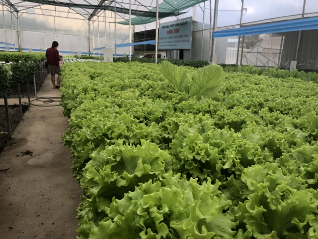 Sau mưa lũ, các loại rau xanh Đà Lạt đồng loạt tăng giá - 3 Sau mưa lũ, các loại rau xanh Đà Lạt đồng loạt tăng giá - 3