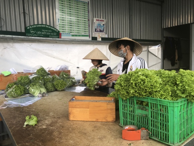 Sau mưa lũ, các loại rau xanh Đà Lạt đồng loạt tăng giá - 2 Sau mưa lũ, các loại rau xanh Đà Lạt đồng loạt tăng giá - 2