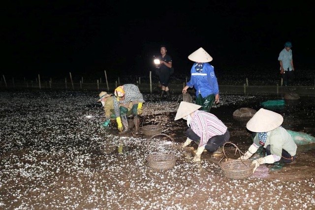 Người nuôi ngao điêu đứng vì ngao chết hàng loạt - 2 Người nuôi ngao điêu đứng vì ngao chết hàng loạt - 2