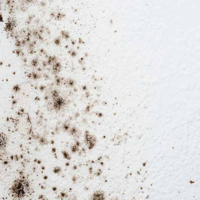 Sơn chống nấm mốc là giải pháp tuyệt vời để bạn chống lại sự phát triển của nấm mốc trên bề mặt tường, tránh gây hại cho sức khỏe của bạn và gia đình. Hãy xem hình ảnh về sơn chống nấm mốc để biết thêm thông tin chi tiết.