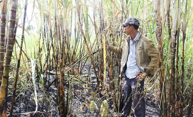4 héc ta keo và 3.000 cây cao su của nông dân bị đốt, chặt ngang thân - 4 4 héc ta keo và 3.000 cây cao su của nông dân bị đốt, chặt ngang thân - 4