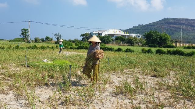 Nước mặn uy hiếp túi nước ngọt trên đảo Lý Sơn - 3 Nước mặn uy hiếp túi nước ngọt trên đảo Lý Sơn - 3